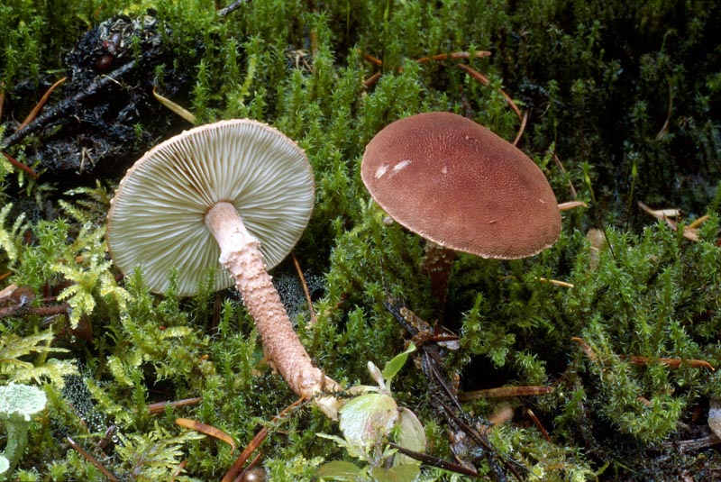 Cystodermella granulosa